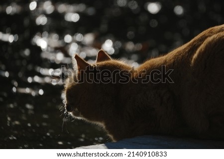 Pet cat closeup with bokeh water background and low key lighting.