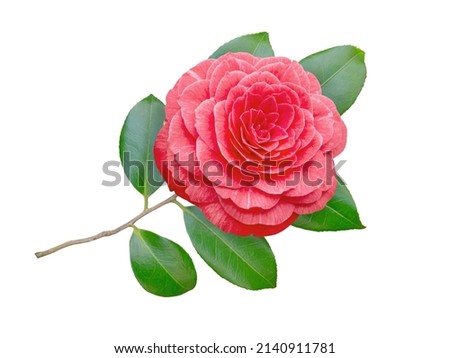 Red camellia japonica rose form flower with leaves isolated on white. Japanese tsubaki. Royalty-Free Stock Photo #2140911781