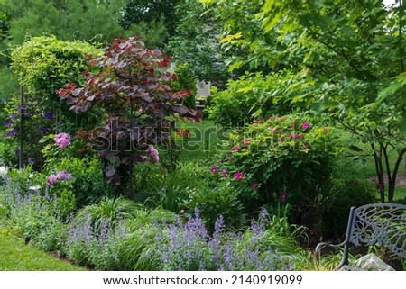 Horizontal photo of Forest pansy Eastern redbud With its purple-red heart shaped leaves is the focal point of this beautiful backyard.