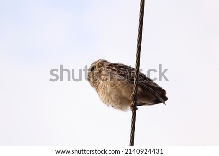 Picture of a beautiful owl hanging from a high voltage wire on white background ! (Athene  Cunilaria)