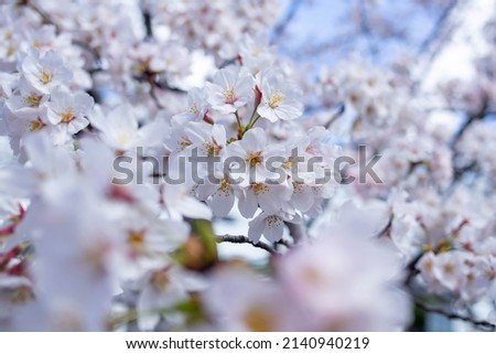Yoshino cherry tree in full bloom with blue sky Royalty-Free Stock Photo #2140940219
