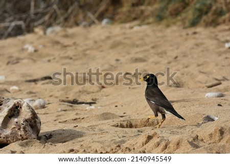 Common Myna bird walking on beach sand by rocks and brush