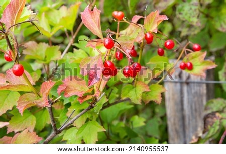 beautiful red berries autumn macro