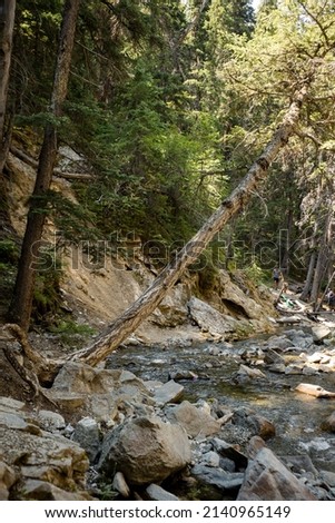 Beautiful creek running through a conifer forest in the rocky mountains