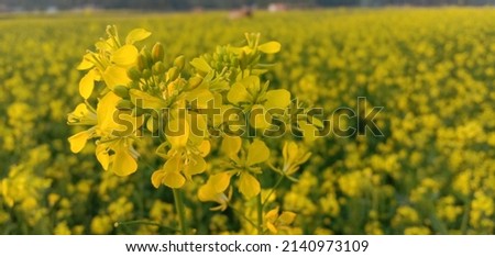 Mustard flower and Mustard plants growing in India. Edible oil is extracted from the seeds of these flowers. Royalty-Free Stock Photo #2140973109