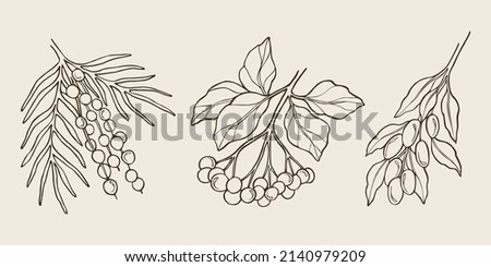 Set of hand drawn acai, elderberry, goji. Botanical illustration Royalty-Free Stock Photo #2140979209