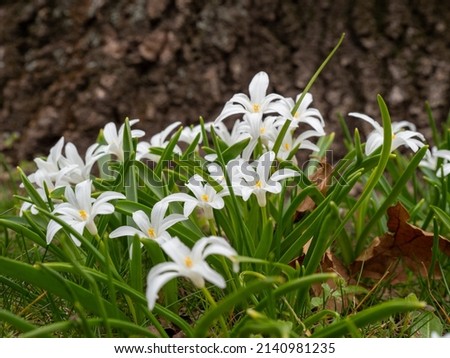 Chionodoxa luciliae, Glory of the Arch in the Snow or Lucile s Glory of the Snow, white flowers Royalty-Free Stock Photo #2140981235