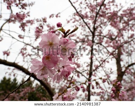 Branch with Cherry Flowers close-up. Blossoming cherry tree. Cherry flowers