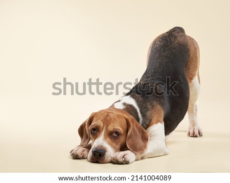 beagle dog on a beige background. Happy pet in the studio play