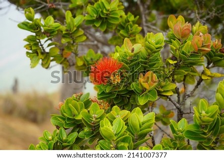 Blooming O'Hia tree on Kauai, Hawaii