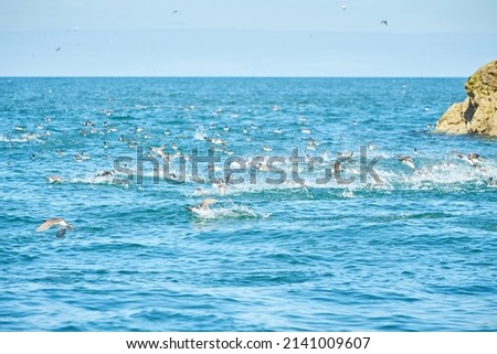 Rocky island covered with green moss and birds on water in the irish sea.