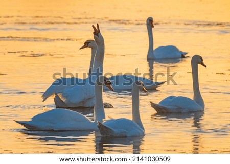 Swans are birds of the family Anatidae within the genus Cygnus.