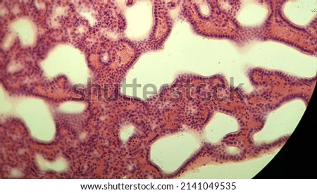 Glandular epithelium tissue, microscopic photo of permanent preparation