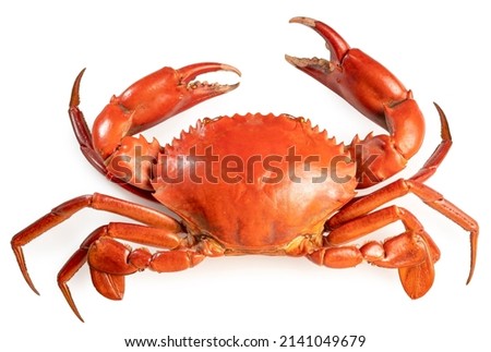 Red Sea Crab isolated on white background, Scylla serrata or Serrated mud crab on white With clipping path. Royalty-Free Stock Photo #2141049679