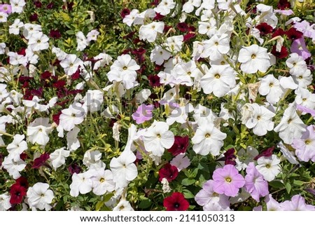 Juicy floral background. White pink and dark red flowers. Petals in the sun, natural postcard layout. A huge meadow with delightful delicate flowers.