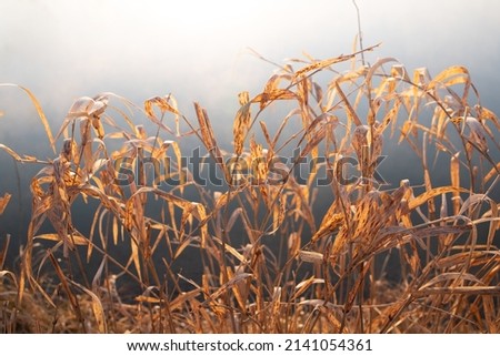 Wilted reeds in the sunlight before fog in the morning. The light illuminates the stalks