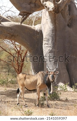 Giant eland (Taurotragus derbianus), also known as Lord Derby eland, savanna antelope in Bandia reserve, Senegal, Africa. African animal. Antelope, giant eland, taurotragus derbianus. Safari in Africa Royalty-Free Stock Photo #2141059397
