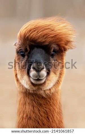 Funny alpaca on a windy day. South American camelid. Royalty-Free Stock Photo #2141061857