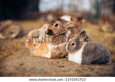 Cute adorable rabbits bunnies hugging together in a farm. Holes dug in the ground is their home. High quality photo