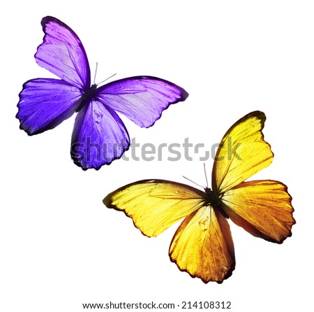 Two yellow violet flying, isolated on white background