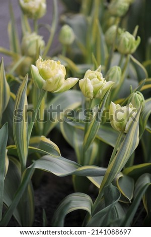 Creamy white peony-flowered Double Early tulips (Tulipa) Verona Design with variegated leaves bloom in a garden in March