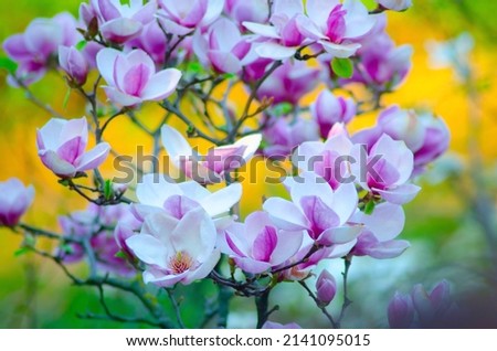 Blooming bush of magnolia flowers spring background, selective focus.