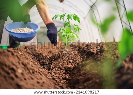Fertilizing Tomatoes plant in greenhouse, homegrown organic vegetables. Royalty-Free Stock Photo #2141098217