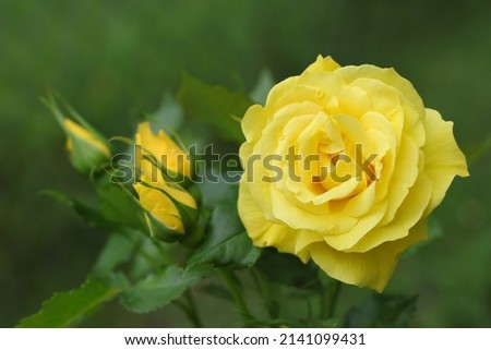 Flower of Yellow  Rose in the summer garden. Yellow Roses with shallow depth of field. Beautiful Rose in the sunshine. Yellow garden rose on a bush in a summer garden. Flower bush Royalty-Free Stock Photo #2141099431
