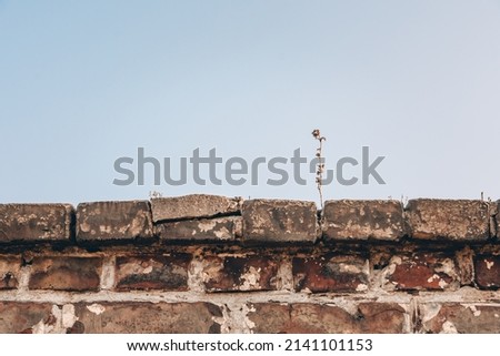 a single withered plant on a stone wall Royalty-Free Stock Photo #2141101153
