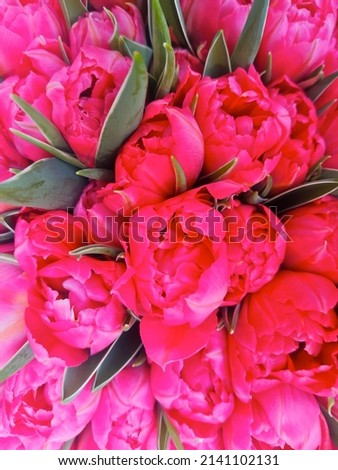 Many beautiful pink tulips, close together, Tulipa gesneriana. Close-up, top view, full frame
