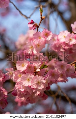 Close up of pink cherry blossoms in bloom with yellow pollen, on a cherry tree, against a blue sky