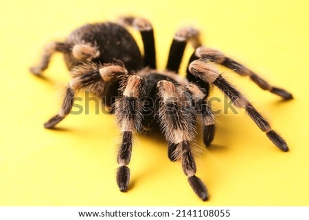 Scary tarantula spider on yellow background