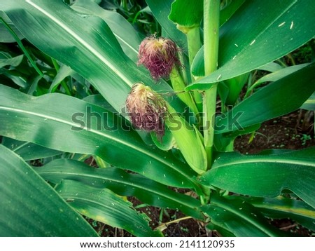 Green corn is growing in the fields of corn farmers in Thailand. The picture gives a feeling of freshness in the rainy season.