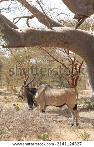 Giant eland (Taurotragus derbianus), also known as Lord Derby eland, savanna antelope in Bandia reserve, Senegal, Africa. African animal. Antelope, giant eland, taurotragus derbianus. Safari in Africa Royalty-Free Stock Photo #2141124327