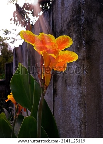 It is a beautiful picture of a orange color Canna Lily flower with blur background. It is captured from the outside of my house at afternoon.