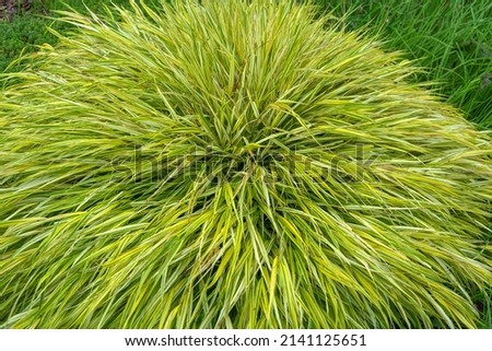 Hakonehloa "Aureola", a cultural ornamental cereal plant in the garden