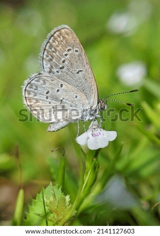 Zizina labradus, the common grass blue, grass blue, or clover blue, is a small Australian butterfly of the family Lycaenidae