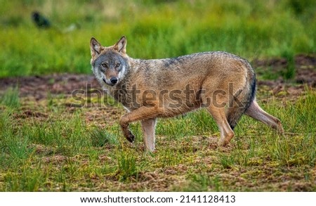 Wolf in search of prey, picture from Finland 