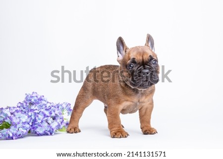 french bulldog puppy with spring flowers on a white background