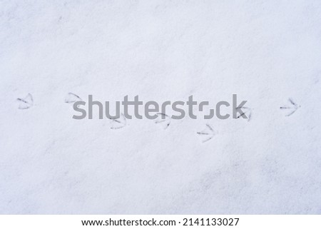 Bird tracks in the snow. Background with copy space for text