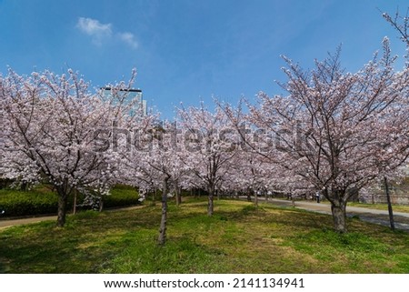 Cherry blossoms in full bloom under the blue sky