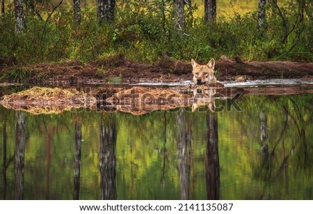 Wolf swims after prey, picture from Finland