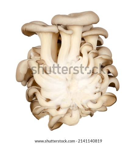 Cluster of fresh oyster mushrooms, back view. Pleurotus, also known as abalone or tree mushrooms. One of the most widely cultivated and eaten mushrooms in the world. Isolated, on white background.