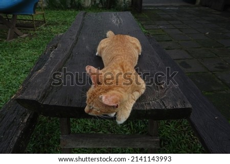 Orange cat lying on a wooden table