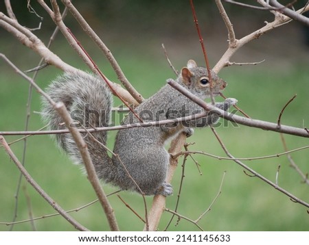 A squirrel enjoys a cool, breezy Spring day.