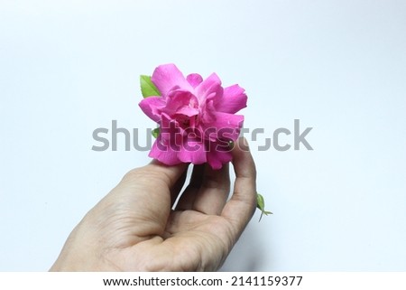 close-up photo of flowers on a beautiful white background