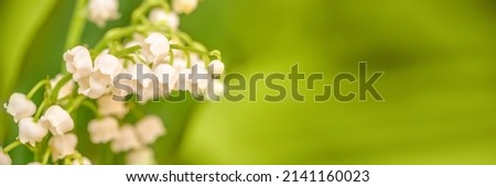 Lily of the valley flower close up, green nature panoramic background. May 1st, May Day web banner Royalty-Free Stock Photo #2141160023
