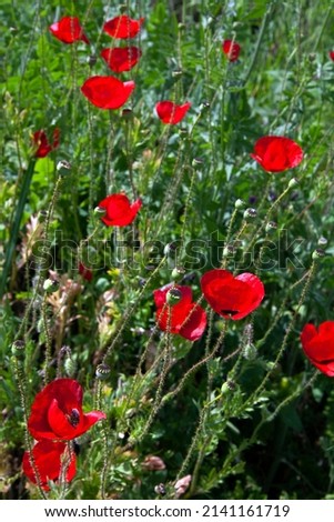 field with Poppies (Papaver rhoeas), a common poppy across Europe. selective focus