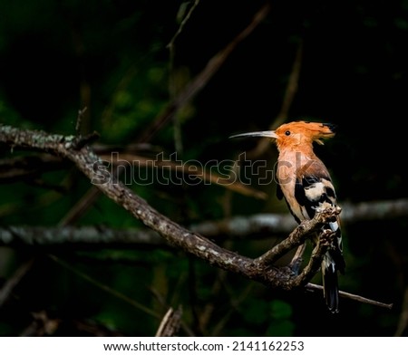 common  hooper bird perched on tree with clear dark background in Sri Lanka