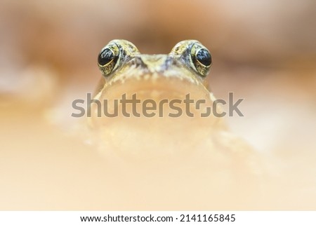 The European brown frog, Rana temporaria